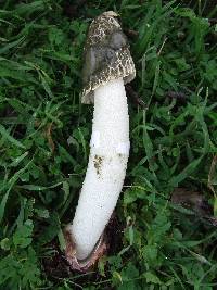 Phallus hadriani image