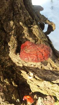 Ganoderma tsugae image