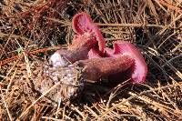 Laccaria amethysteo-occidentalis image