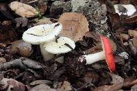 Russula cremoricolor image