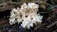 Hericium coralloides image