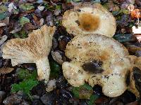 Lactarius alnicola image