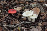 Russula cremoricolor image