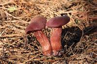 Laccaria amethysteo-occidentalis image