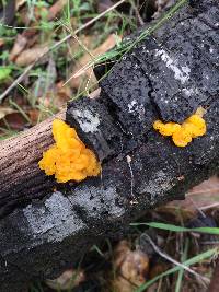 Tremella aurantia image