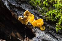 Tremella aurantia image