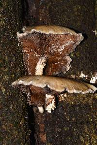 Agrocybe parasitica image