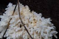 Hericium americanum image