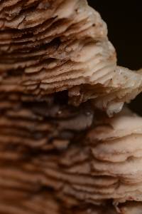 Agrocybe parasitica image