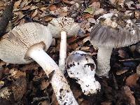 Amanita constricta image