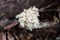 Hericium americanum image