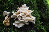 Pleurotus ostreatus image