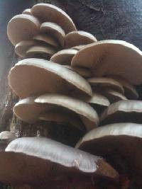 Pleurotus ostreatus image