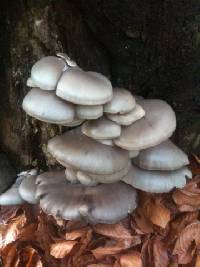 Pleurotus ostreatus image