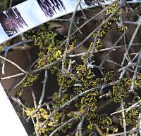 Pseudocyphellaria aurata image