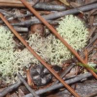 Cladonia confusa image