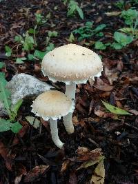 Stropharia ambigua image