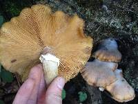 Armillaria mellea image