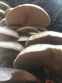 Pleurotus ostreatus image