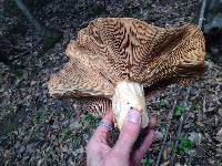 Lactarius argillaceifolius var. megacarpus image