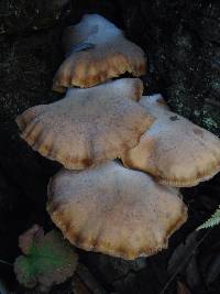 Armillaria mellea image