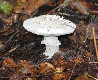 Amanita magniverrucata image