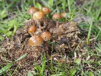 Psilocybe coprophila image