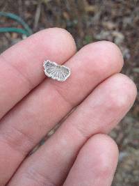 Schizophyllum commune image