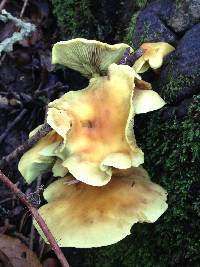 Hypholoma fasciculare image