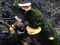 Phyllotopsis nidulans image