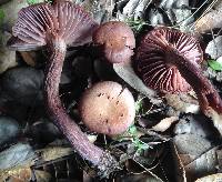 Laccaria amethysteo-occidentalis image