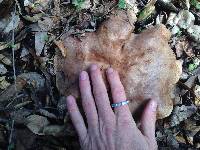 Lactarius argillaceifolius var. megacarpus image