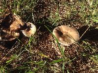 Amanita excelsa image