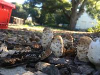 Coprinus comatus image