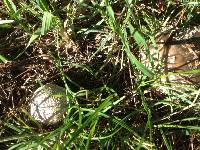 Amanita excelsa image