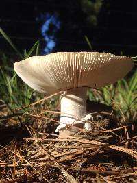 Amanita excelsa image