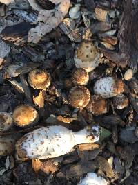 Coprinus comatus image