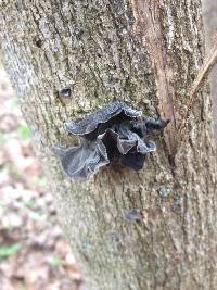 Auricularia auricula-judae image