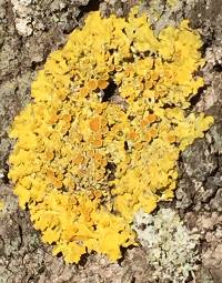 Xanthoria parietina var. parietina image