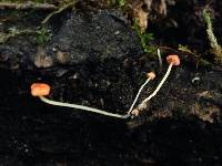 Mycena acicula image