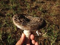 Amanita excelsa image