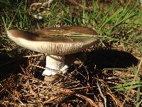 Amanita excelsa image