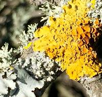 Xanthoria parietina var. parietina image