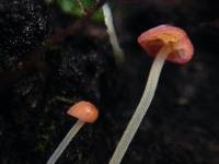 Mycena acicula image