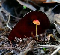 Mycena acicula image