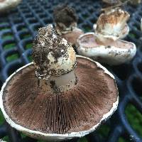 Agaricus bitorquis image