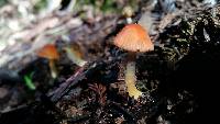 Hygrocybe psittacina var. psittacina image