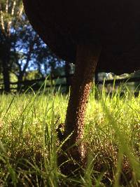 Leccinum scabrum image