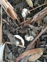 Agaricus bitorquis image