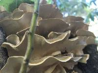 Trametes versicolor image